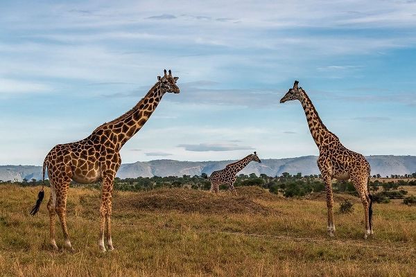Africa-Tanzania-Serengeti National Park Giraffes on plain